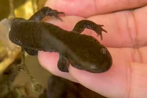 salamander in someones hand