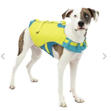 The 9 Best Dog Life Jackets for Safe Swimming—for Every Kind of Pup