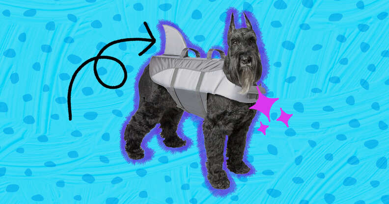 dog in shark life jacket