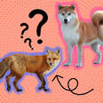 fox and shiba inu