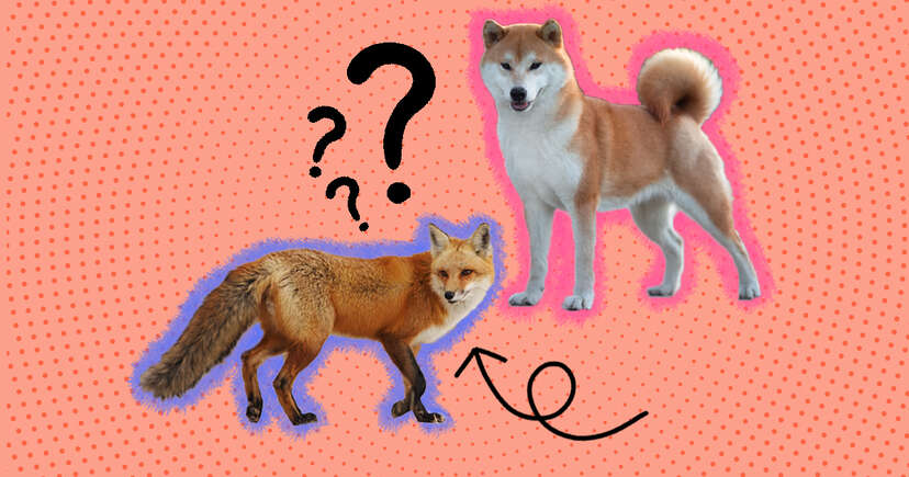 Fox like dog shiba hot sale inu