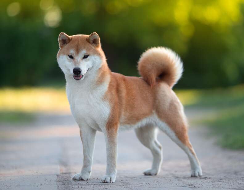 Foxes that deals look like dogs