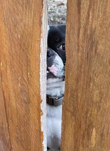 A dog looks through a fence crack.