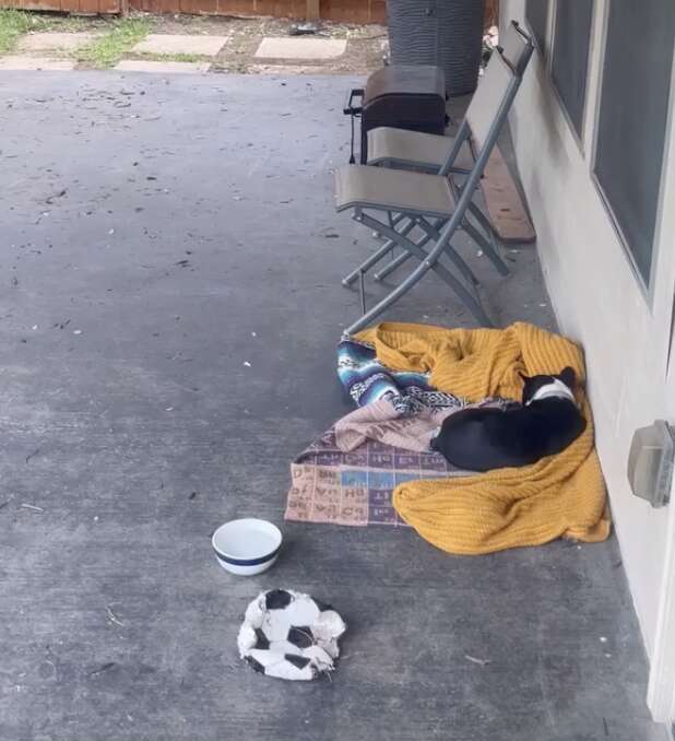 A small dog lays in a bed on the porch.