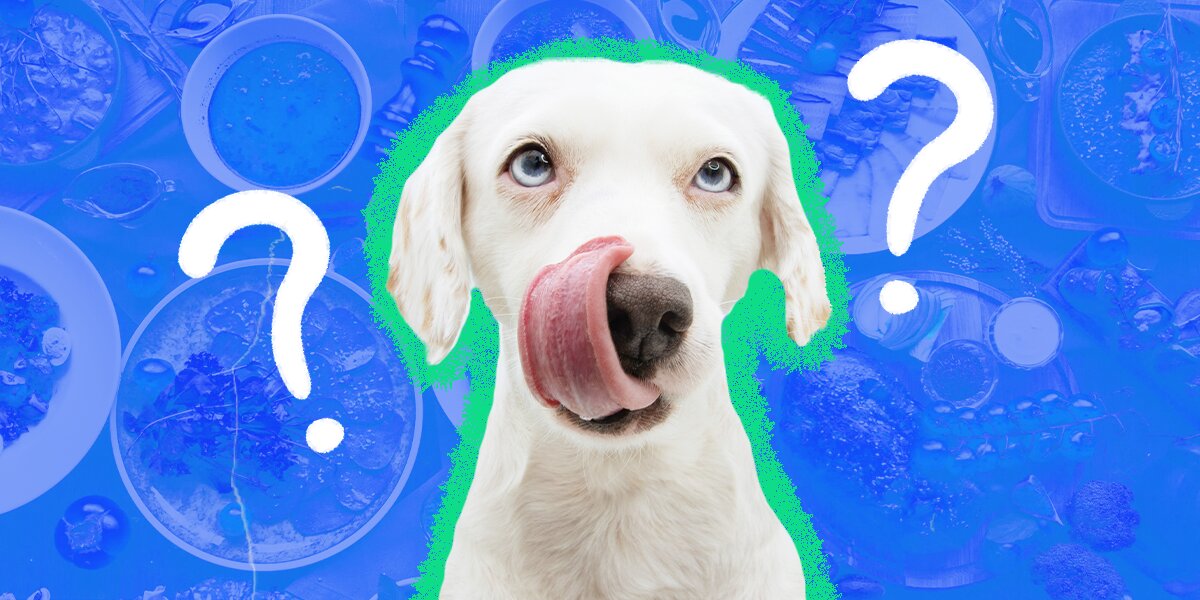 Meats safe for clearance dogs