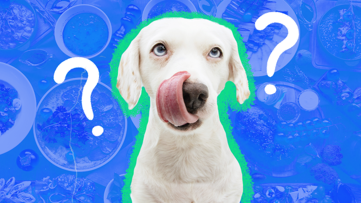 View of Can Grains Cause Seizures In Dogs