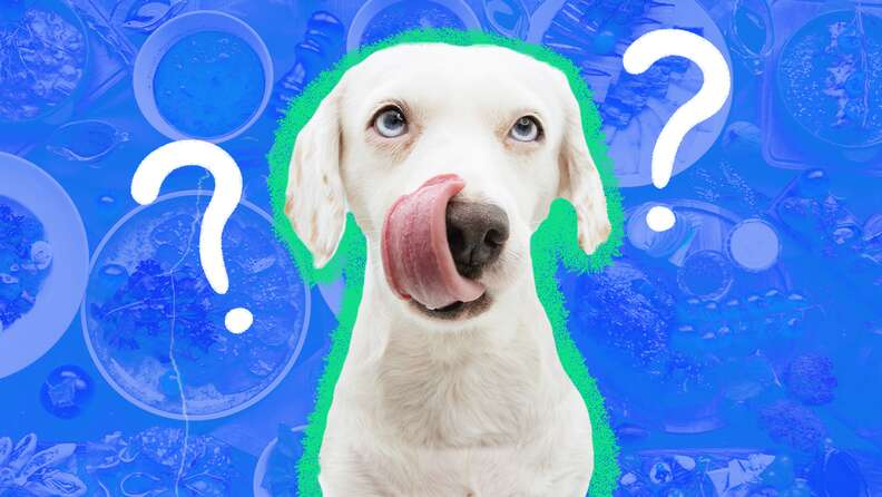 Which of these food items outlet are safe for dogs to eat