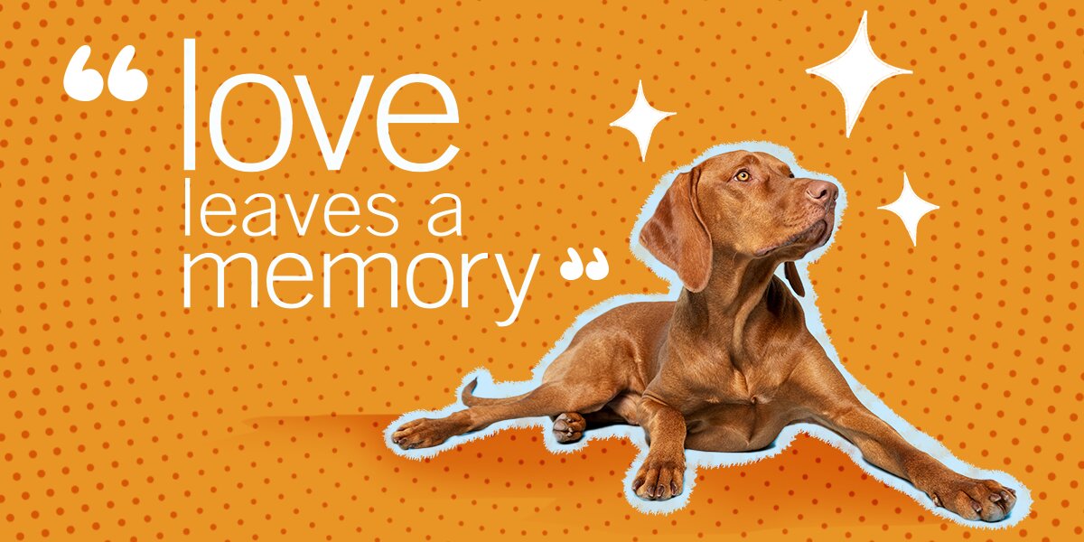 Loss Of A Dog Quotes: 30+ Sayings To Share Your Sympathies And Put Grief Into Words - DodoWell - The Dodo Loss Of A Dog Quotes: 30+ Sayings To Share Your Sympathies And Put Grief Into Words - Dodowell - The Dodo