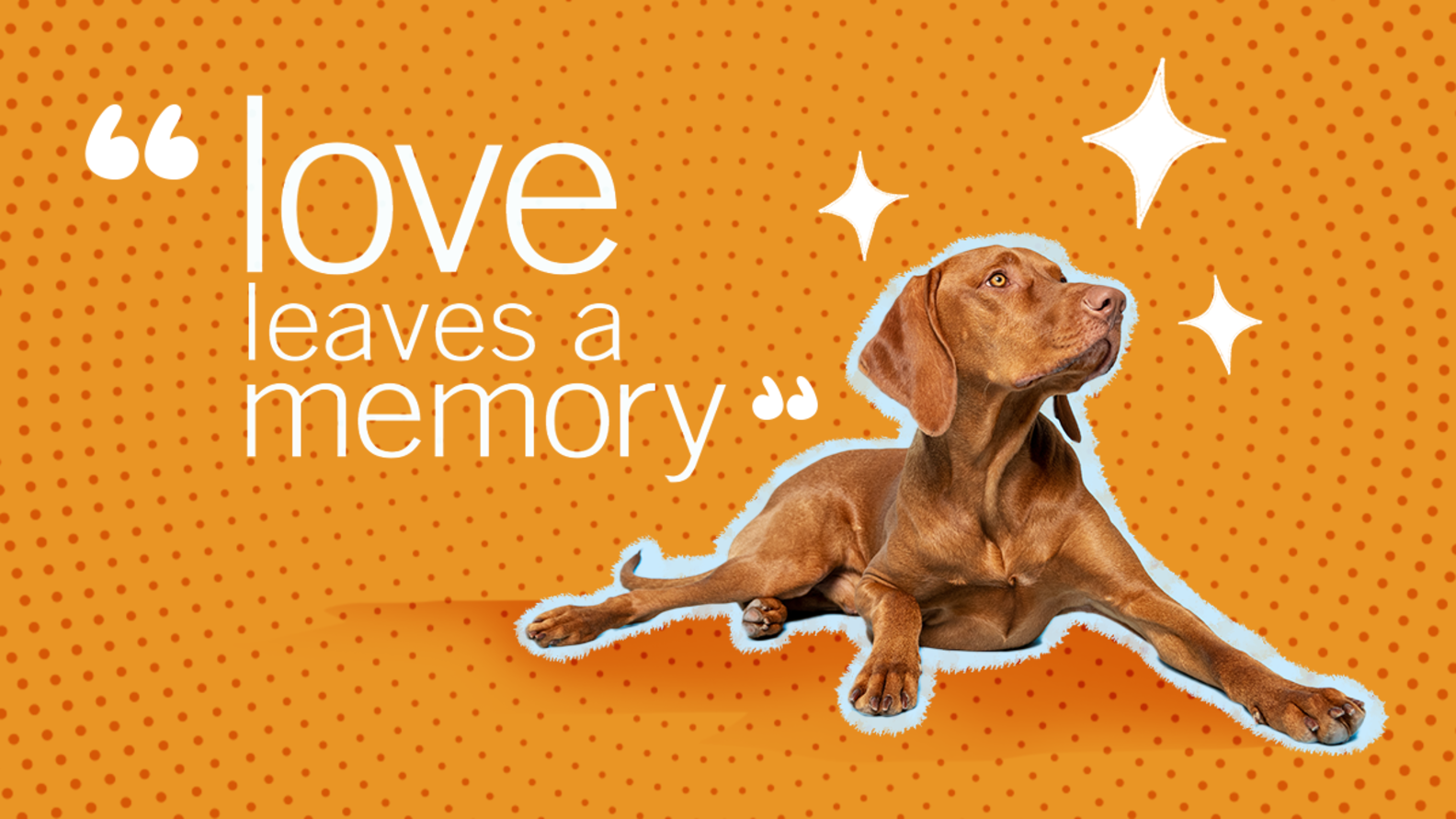 Loss Of A Dog Quotes 30+ Sayings To Share Your Sympathies And Put