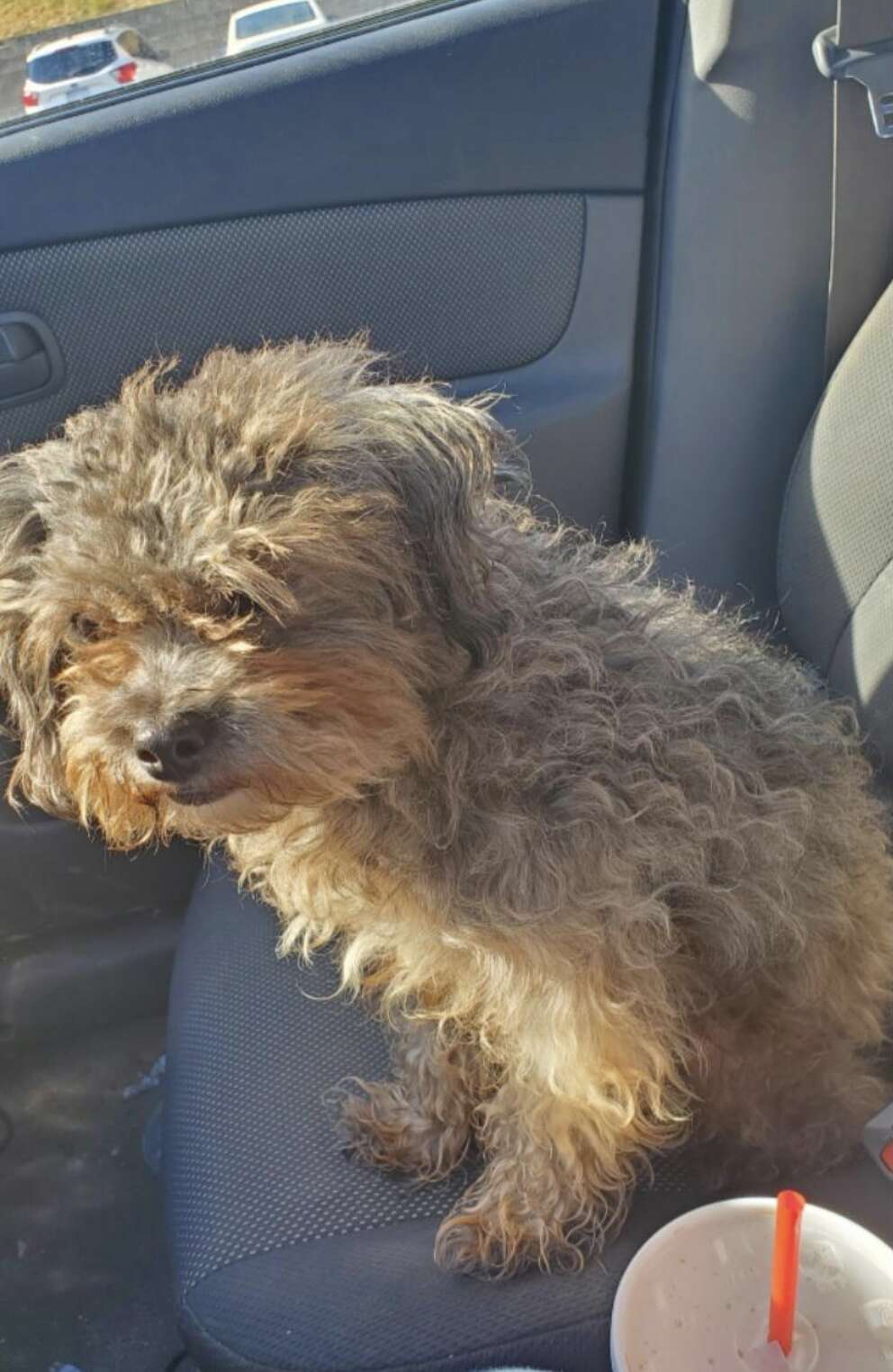 A scruffy dog sits in a car.