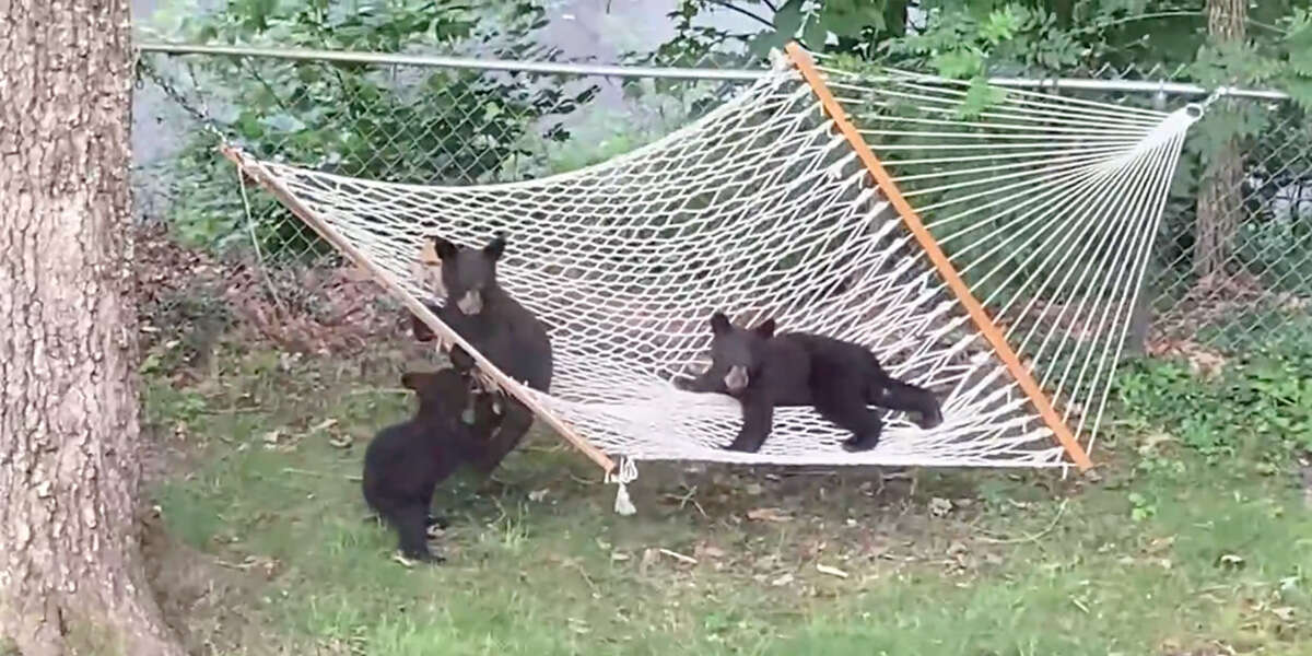 Woman Catches Three Little Bear Cubs Playing In Her Yard - The Dodo
