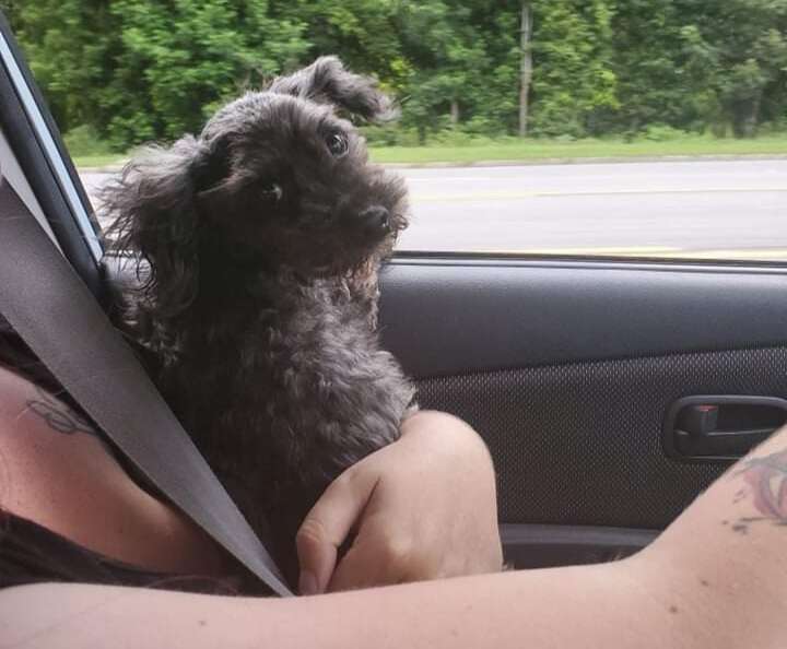 A small black dog rides in the car.