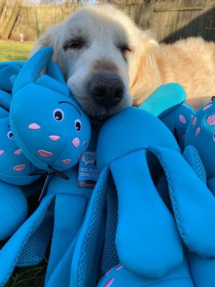 senior white dog resting head on pile of blue octopus toys