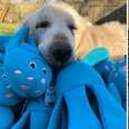 Dog Who Loved Toy Octopus Gets One Last Item Crossed Off His Bucket List