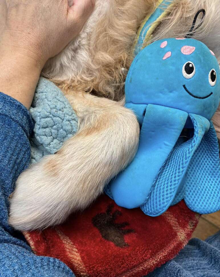 http://white dog paw snuggling around octopus toy