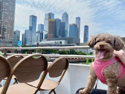 circle line dog cruise