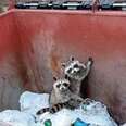 Small raccoons in a trash bin.