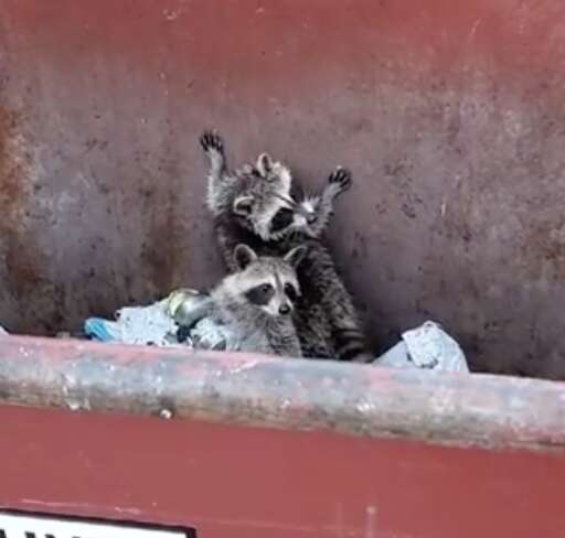 Baby raccoons try to escape a dumpster.