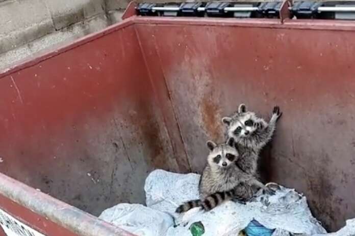 Baby raccoons in a trash bin.