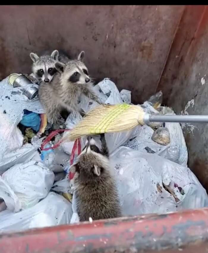 Baby raccoons grab a broom to escape the dumpster.