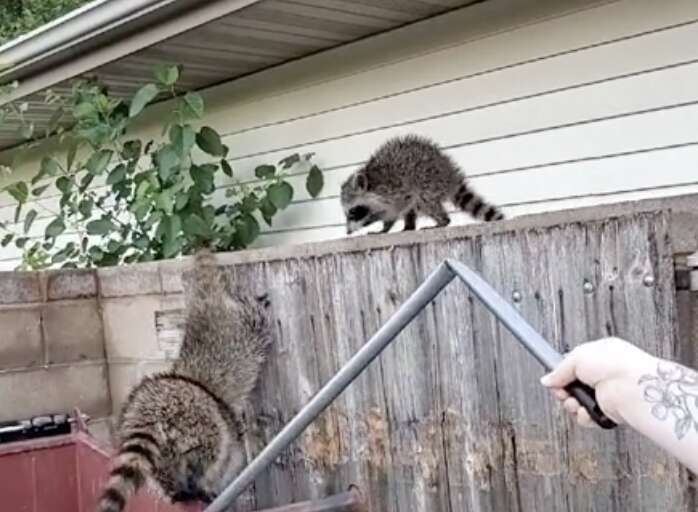 Baby raccoons escape a trash bin.