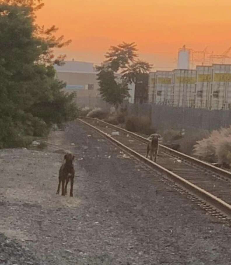 two dogs on train tracks at sunset