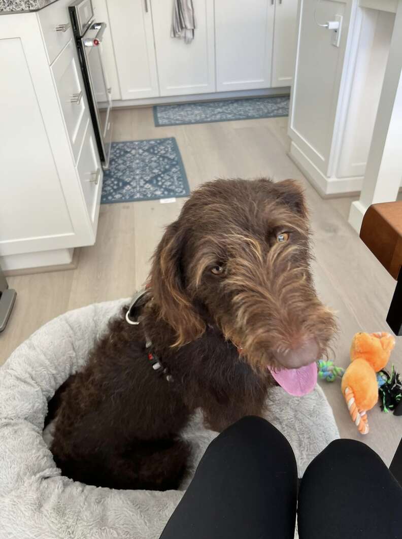 brown poodle sitting on a round grey bed looking at the camera with tongue out