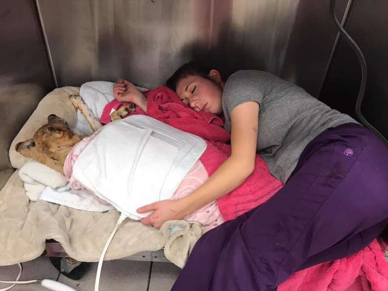 dog burned in house fire cuddles with vet