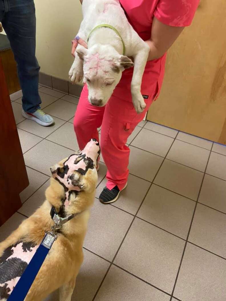 Pit Bull Who Was Set On Fire Proves Love Conquers All - The Dodo