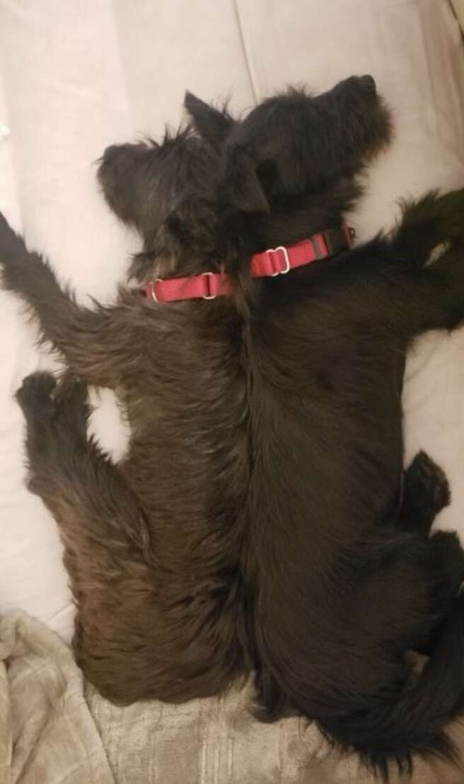 two black dogs sleeping back-to-back