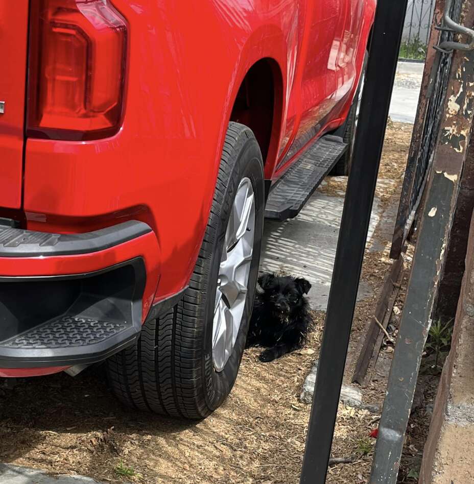 black dog lying under a red truck