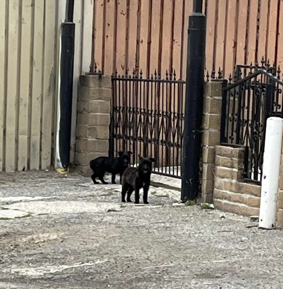 two black dogs standing together next to a black gate