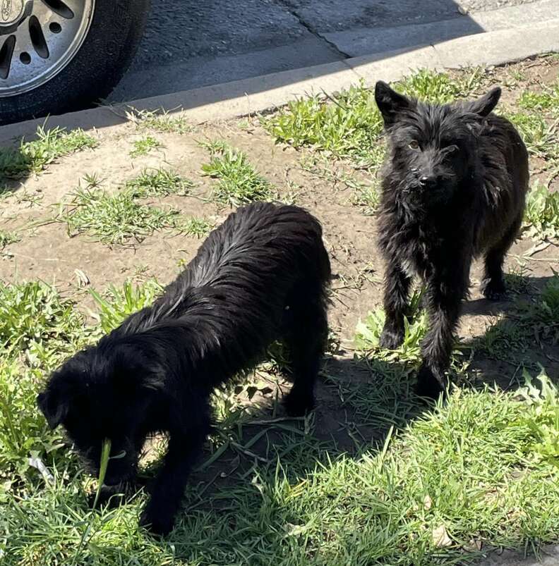 two black dogs standing on grass