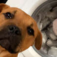 dog in front of a washing machine with plushie inside