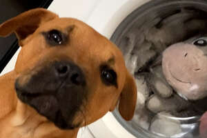 dog in front of a washing machine with plushie inside