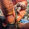 Woman Goes To The Salon And Ends Up Saving A Tiny Mouse