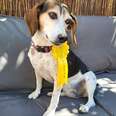 Lost Beagle Enters Dog Show, Wins Ribbon — Then Reunites With Family