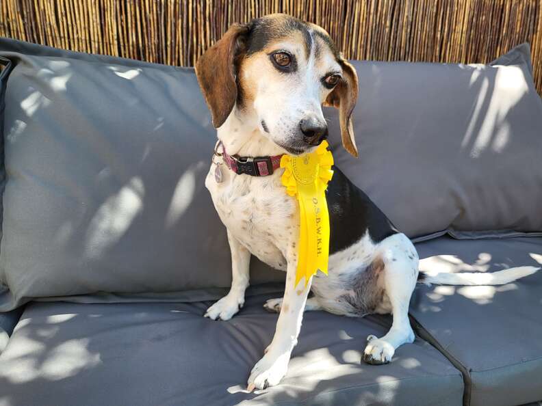 dog with yellow ribbon 