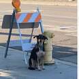 Dog Refuses To Budge From Construction Site Where She Last Saw Her Family