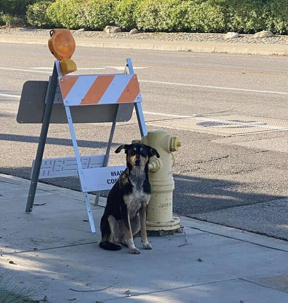 black and tan dog sitting next to fire hydrant and construction sign