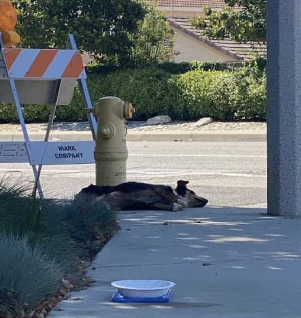 dog sleeping on sidewalk underneath construction sign