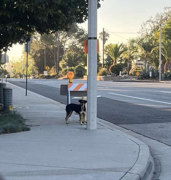 black and tan dog standing on sidewalk