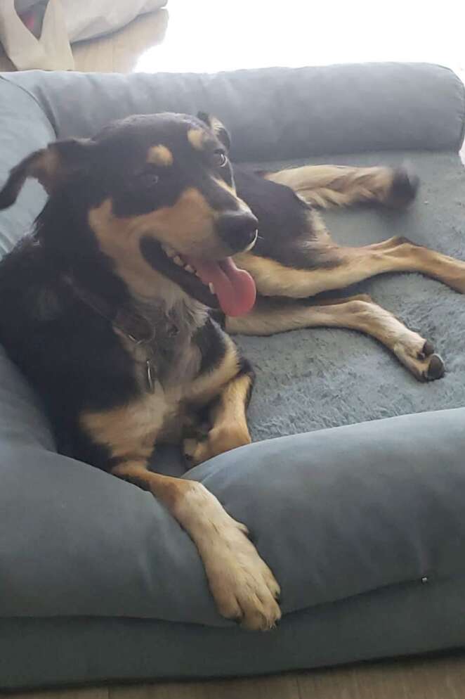 black and tan dog laying on grey dog bed.