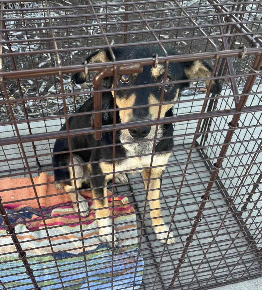 black and tan dog inside a wire crate