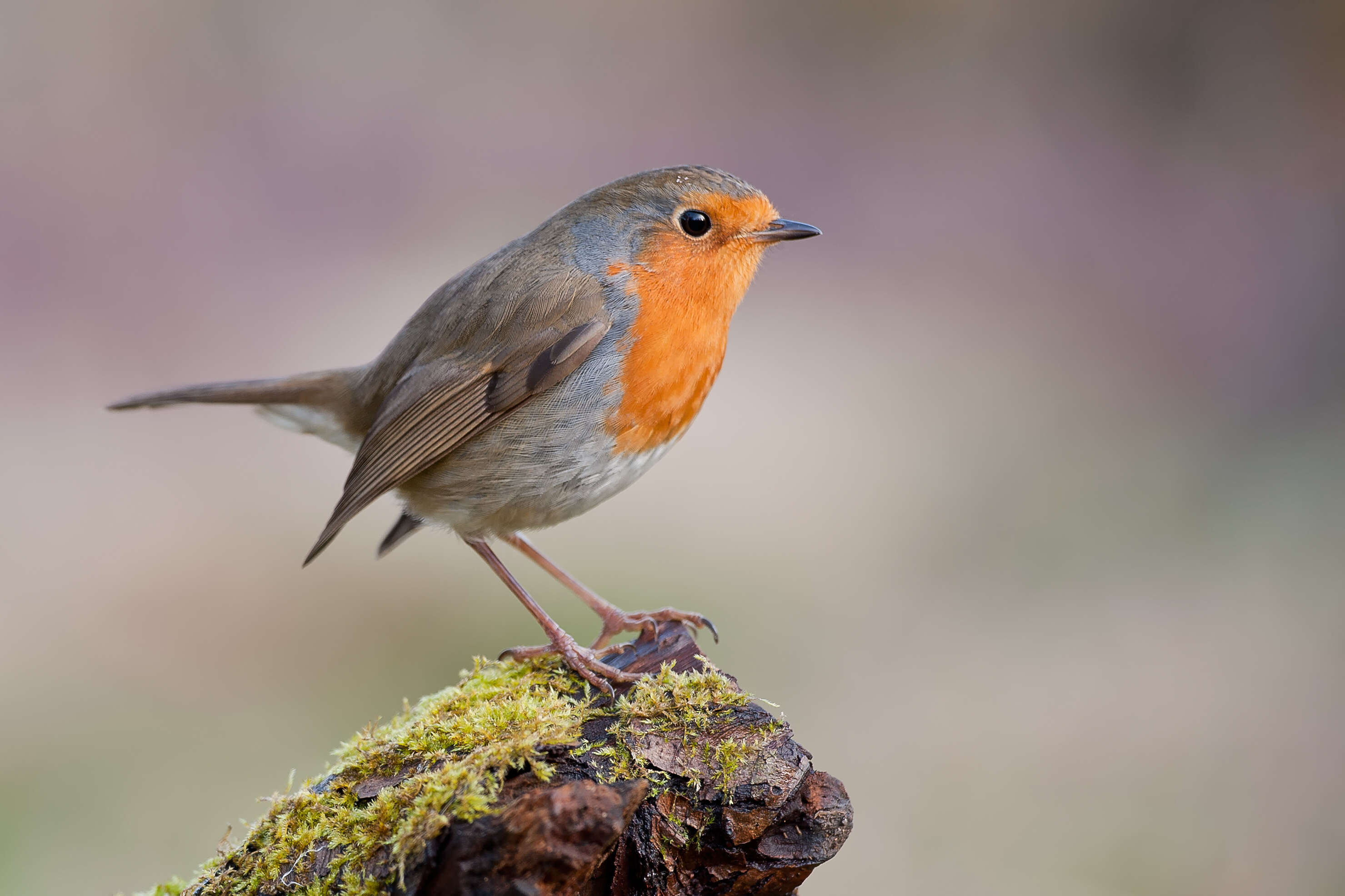 bird quotes