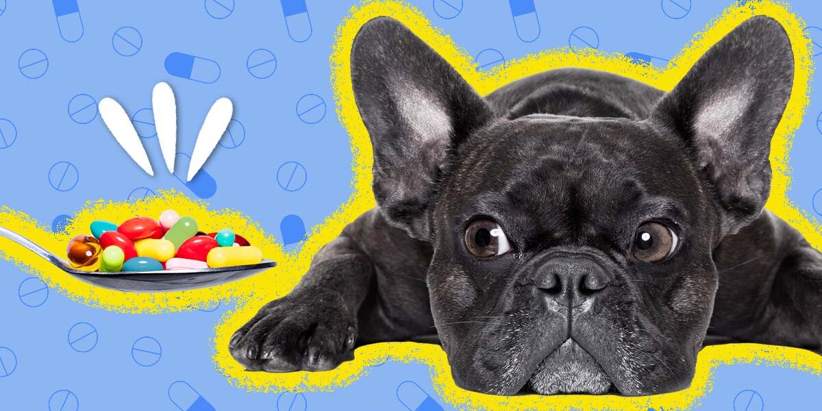 Anxiety Meds For Dogs How Well Do They Work And When Do