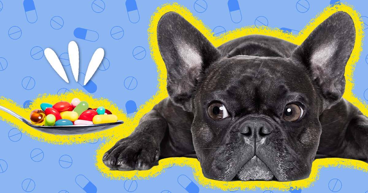 Daily anxiety best sale meds for dogs