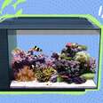 saltwater aquarium