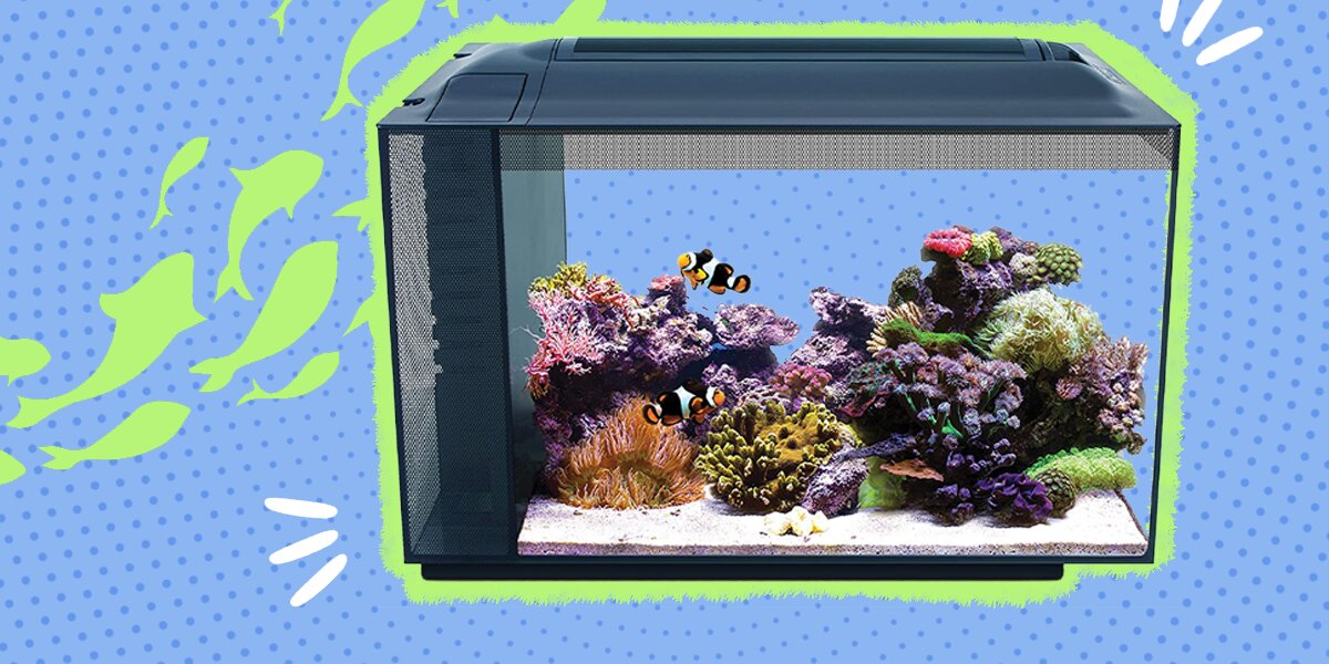 4 Saltwater Aquarium Kits To Get Started In No Time DodoWell