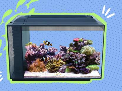 Saltwater 2024 aquarium kits